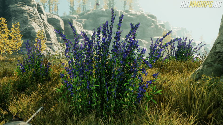 Herb